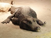 Krokodil : Dierenpark Amersfoort