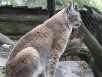 Lynx : Dierenpark Amersfoort