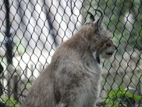 Lynx2 : Dierenpark Amersfoort