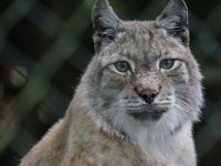 Lynx3 : Dierenpark Amersfoort