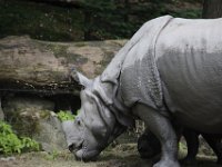 Neushoorns : Dierenpark Amersfoort