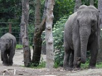 Olifant1 : Dierenpark Amersfoort