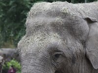 Olifant2 : Dierenpark Amersfoort