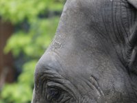Olifant3 : Dierenpark Amersfoort