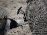 Pauw1 : Dierenpark Amersfoort