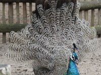 Pauw2 : Dierenpark Amersfoort