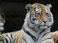 Proud Tiger 2 : Dierenpark Amersfoort
