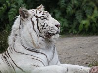 Proud Tiger : Dierenpark Amersfoort