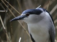 Reiger : Dierenpark Amersfoort