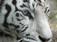 Siberian Tiger Close-up