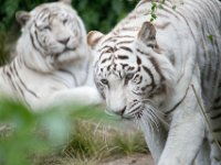 Siberian Tigers