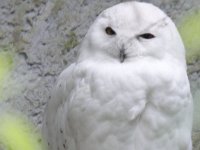 Sneeuwuil : Dierenpark Amersfoort