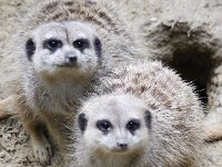 Stokstaartjes : Dierenpark Amersfoort