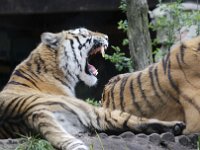 Tijger1 : Dierenpark Amersfoort