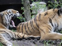Tijger2 : Dierenpark Amersfoort