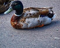 2008 06 08_Engeland_0396-01