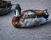 2008 06 08_Engeland_0397-02
