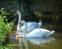 2008 06 08_Engeland_0407-04