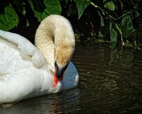 2008 06 08_Engeland_0408-05