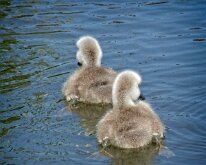 2008 06 08_Engeland_0409-06