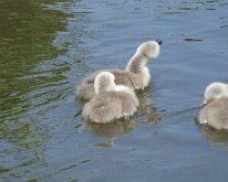 2008 06 08_Engeland_0410-07