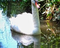 2008 06 08_Engeland_0413-10