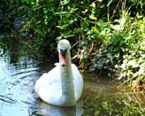 2008 06 08_Engeland_0414-11
