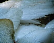 2008 06 08_Engeland_0416-12