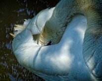 2008 06 08_Engeland_0418-14