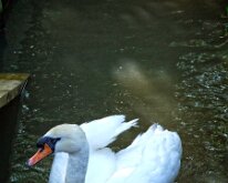 2008 06 08_Engeland_0419-15