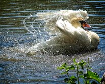 2008 06 08_Engeland_0422-17