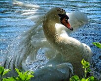 2008 06 08_Engeland_0424-18