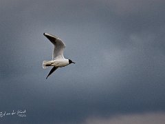 2021 05 20 Biesbosch