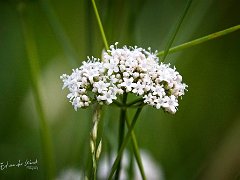 2021 06 17 Lingebos