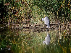 2022 09 17 Oostvaardersplassen