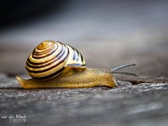 Macro