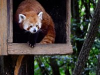2022-08-04-GaiaZoo-00