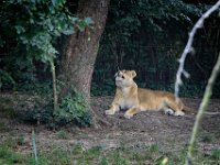 2022-08-04-GaiaZoo-04
