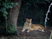 2022-08-04-GaiaZoo-05