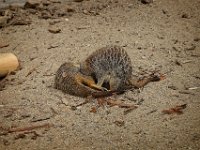 2022-08-04-GaiaZoo-06