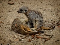 2022-08-04-GaiaZoo-07