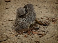 2022-08-04-GaiaZoo-08