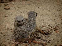 2022-08-04-GaiaZoo-09
