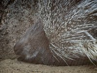 2022-08-04-GaiaZoo-11