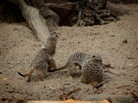 2022-08-04-GaiaZoo-14