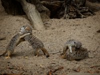 2022-08-04-GaiaZoo-15