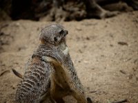 2022-08-04-GaiaZoo-16