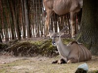 2022-08-04-GaiaZoo-19