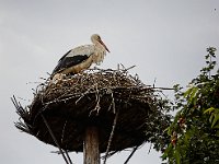2022-06-13-GaiaZoo-03