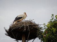 2022-06-13-GaiaZoo-04